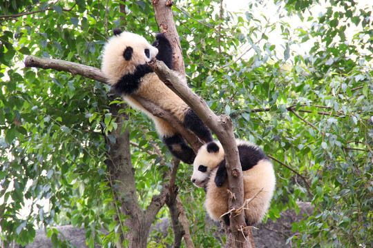 树上两只熊猫