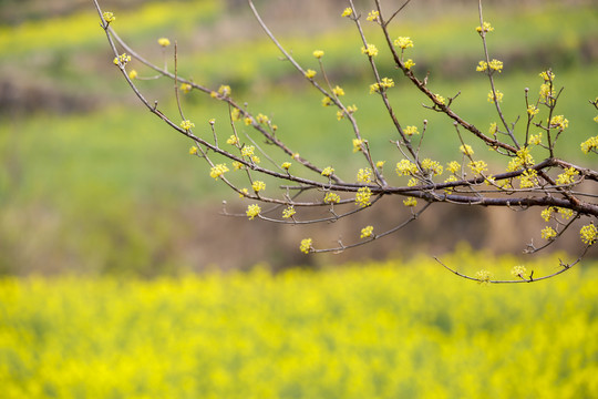 油菜花