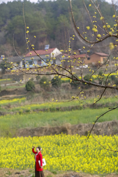 油菜花