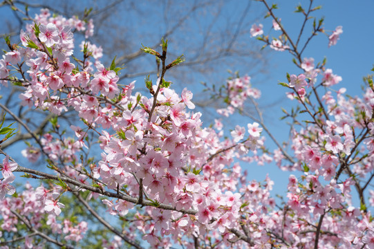 樱花