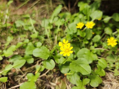 路边小黄花