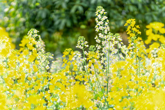 长沙岳麓区沃之园七彩油菜花