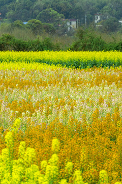 长沙岳麓区沃之园七彩油菜花