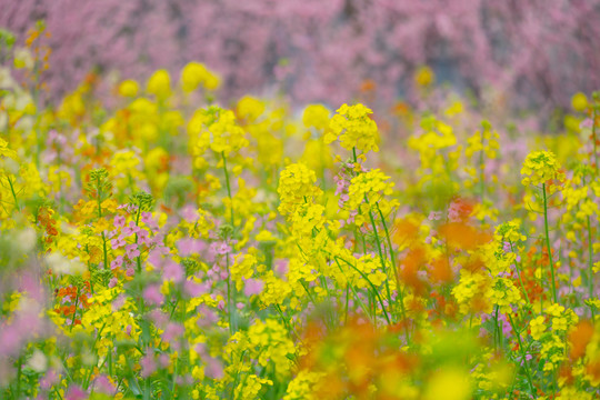 油菜花海