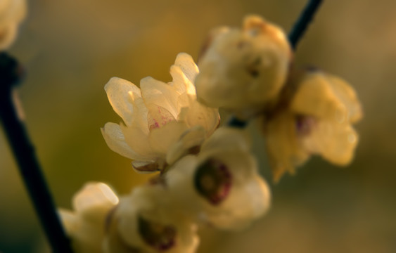 腊梅花特写