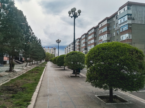 街道绿化树