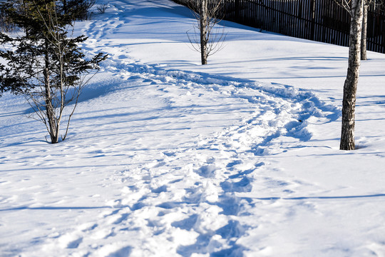 雪地