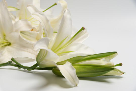 百合花
