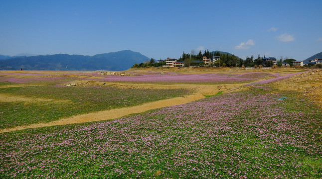 红花草