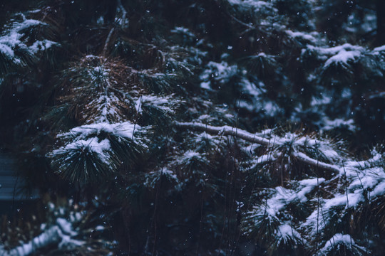 雪中松树