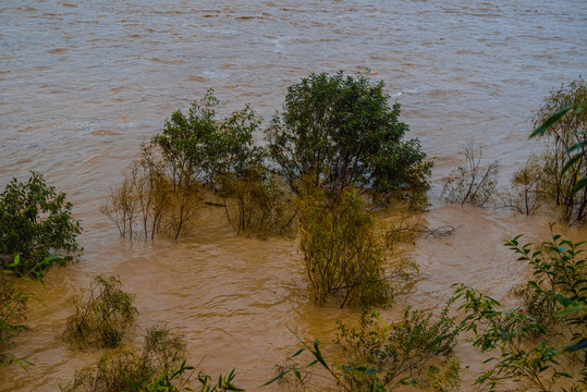 洪水淹没的树木