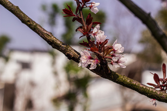 樱花