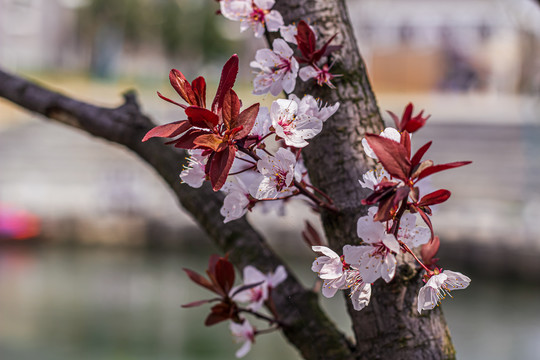 樱花