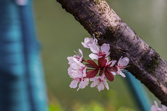 樱花