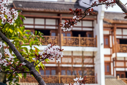 樱花