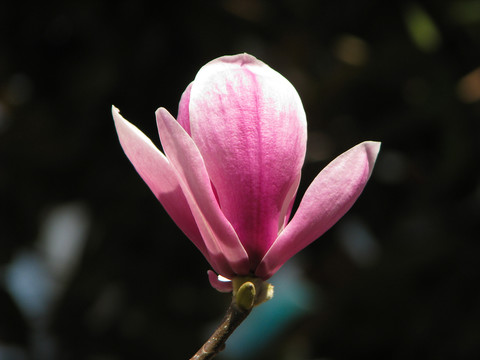 二乔玉兰美丽的花朵