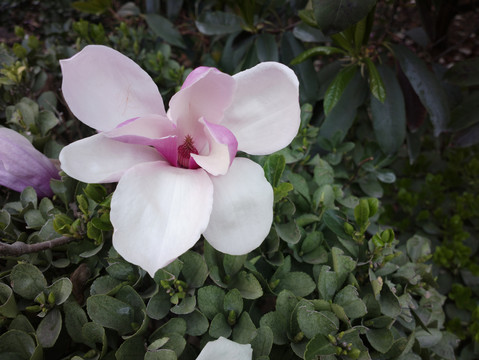 玉兰花