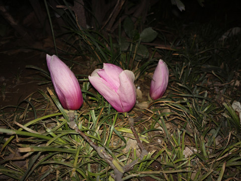 玉兰花