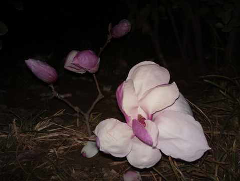 玉兰花