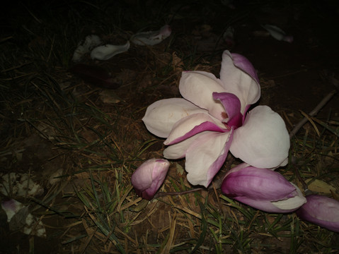 玉兰花