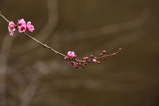 春满枝头