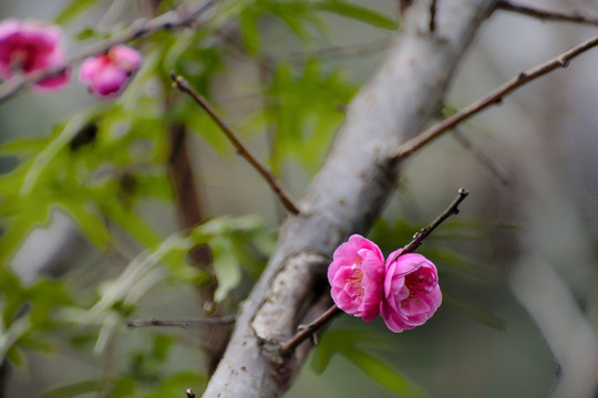 春暖花开