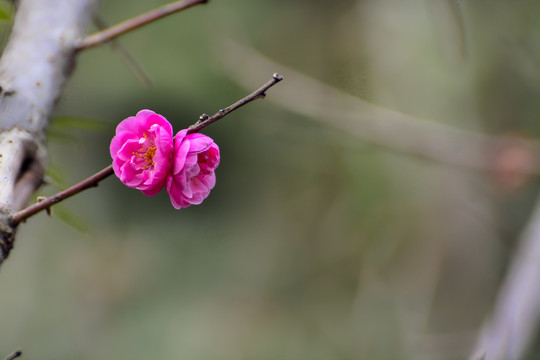 春暖花开