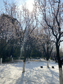 白塔公园樱花