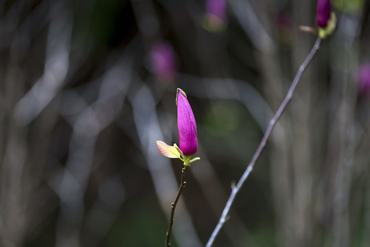 玉兰花