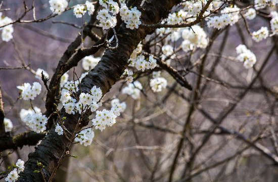 樱桃花