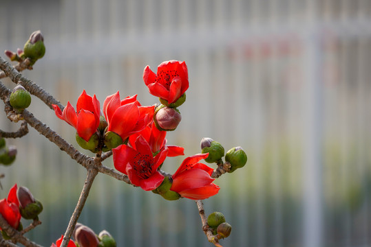 木棉花开