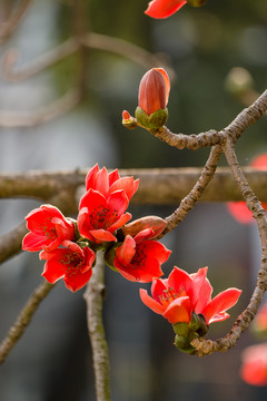 木棉花开