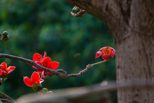 木棉花开