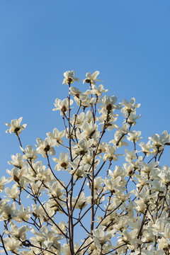 白玉兰树