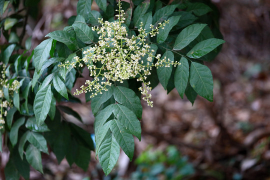 黄皮花