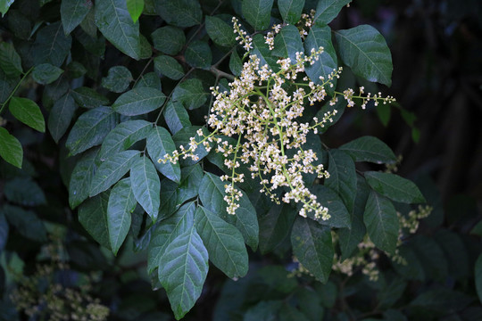 黄皮花