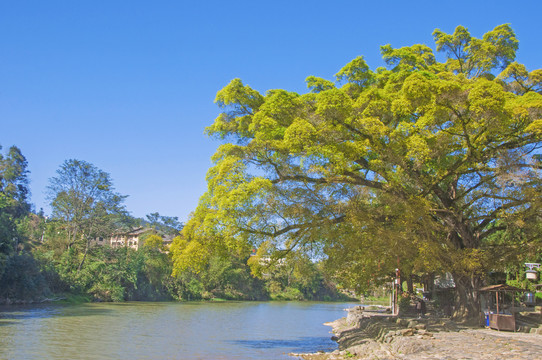 云水谣大榕树风景