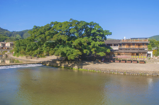 云水谣溪边榕树风景