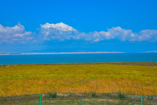 青海湖油菜花