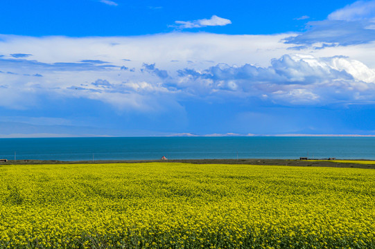 青海湖油菜花