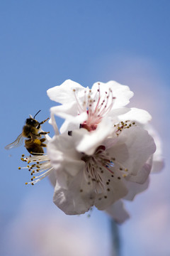 蜜蜂采蜜