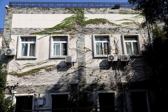 现代建筑墙窗绿植