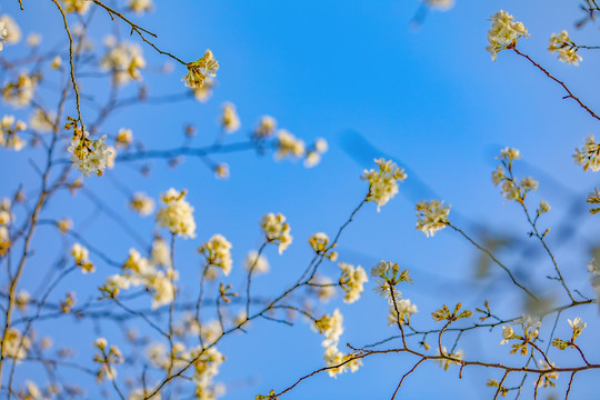 仰拍白花蓝天