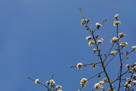 仰拍樱花蓝天