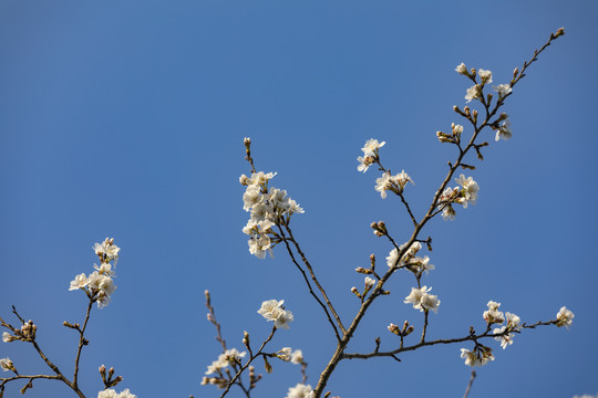 仰拍樱花蓝天