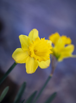 水仙花