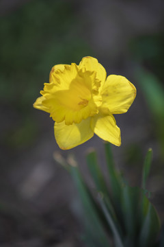 水仙花