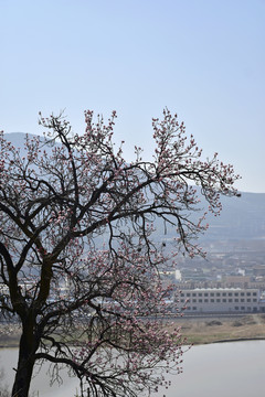 野杏春色