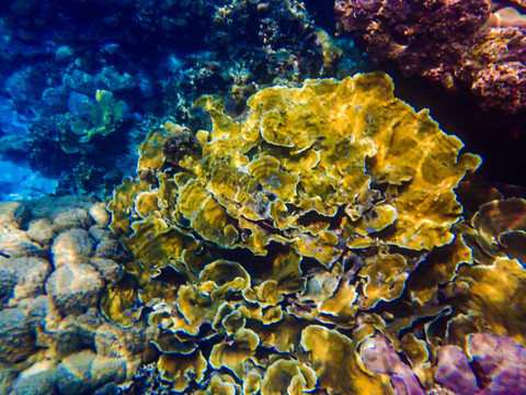帕劳海底大断层巨型玫瑰珊瑚