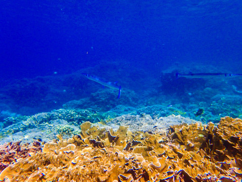 帕劳海底大断层巨型玫瑰珊瑚